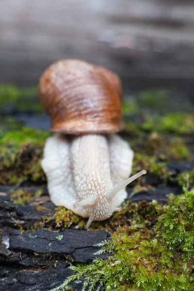 Land snail on the green moss. Close-up.