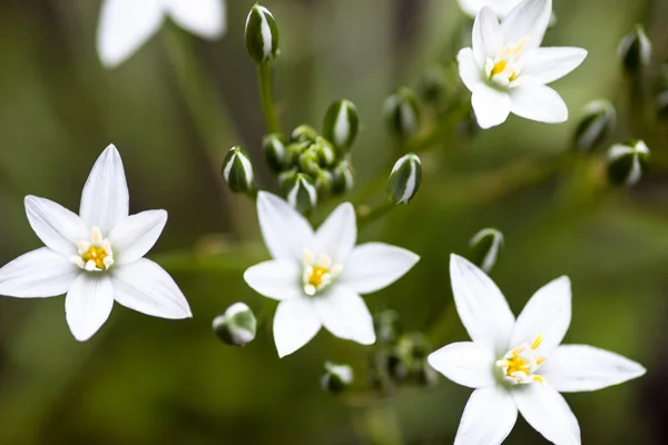 Białe Kwiaty Pąki Ornithogalum Umbellatum Gwiazda Betlejem — Zdjęcie stockowe