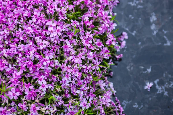 Virágzó Rózsaszín Phloxes Phlox Subulata Közelében — Stock Fotó