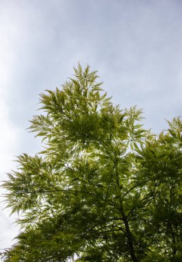 Japon akçaağaç dallarında yeşil yapraklar (Acer palmatum)