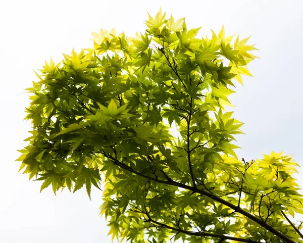 Green leaves of the Japanese maple (Acer palmatum)