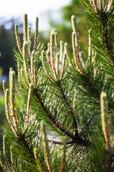 Schotse Dennentakken Pinus Sylvestris Met Jonge Scheuten — Stockfoto