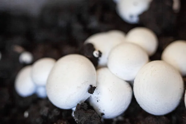 Crecimiento Champiñones Botón Agaricus Bisporus Champiñón Portobello Champiñón Común Gorras — Foto de Stock