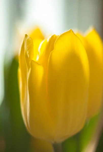 Gele Tulpenbloem Heldere Lentebloem Bloei Close — Stockfoto