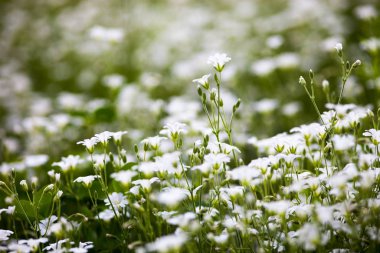 Stellaria holostea 'nın beyaz çiçekleri (daha büyük dikişotu veya addersmeat))