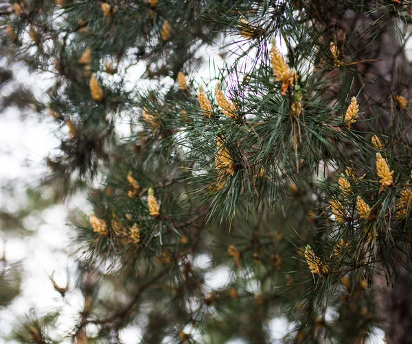 Scots Pine Branches Yellow Pollen Producing Male Cones — Stock Photo, Image