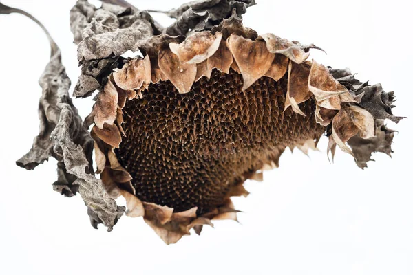 Withered Sunflower Head Seeds Winter — Stock Photo, Image