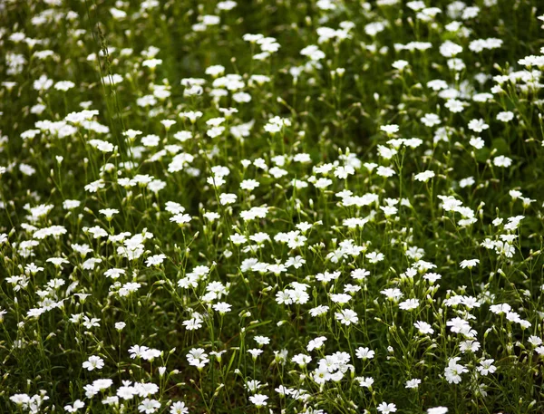 Flores Brancas Stellaria Holostea Maior Stitchwort Addersmeat — Fotografia de Stock