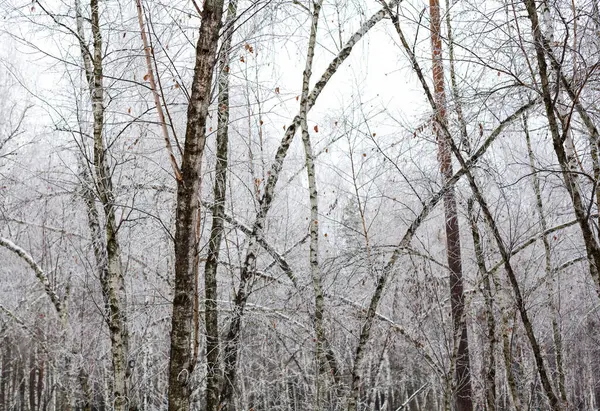 Björkar Täckta Med Hesparfrost Den Molniga Dagen — Stockfoto