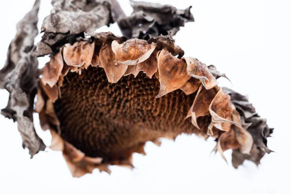 Withered Sunflower Head Seeds Winter — Stock Photo, Image