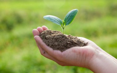 Genç bir bitkiyi tutarken. Genç bir tohumu dikiyorum. Yeni bir hayat. Bakım ve koruma. Tarım. Çiftçilik. Yakın plan..