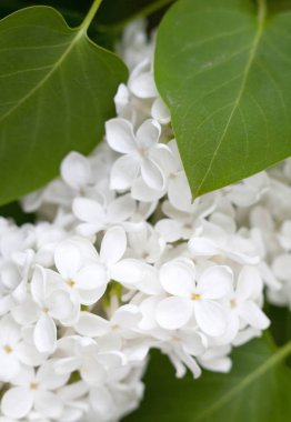 Beyaz leylak çiçekleri. Bahar çiçeği. Çiçek açmış leylak çalıları. Yakın plan..