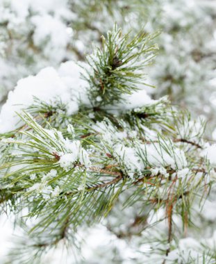 Karla kaplı kozalaklı dallar. Karda firavun ağacı. Kış ağacı. Yakın plan..