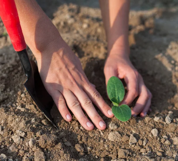 Plantando Una Plántula Joven Trabajando Huerto Agricultura Agricultura Primer Plano —  Fotos de Stock