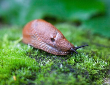 Yeşil yaprağın üzerindeki kara sümüklüböceği. Yakın plan..