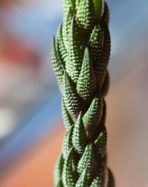 Sulu bitki. Çiçek. Büyüyen konteynır bitkileri. Yakın plan..