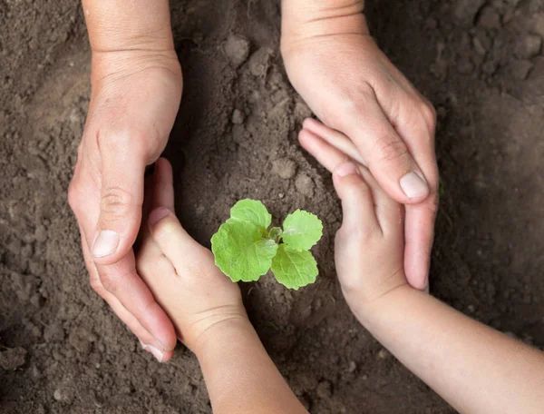 Mâinile Puştiului Ale Adulţilor Ţin Plantă Tânără Viaţă Nouă Părinţi — Fotografie, imagine de stoc