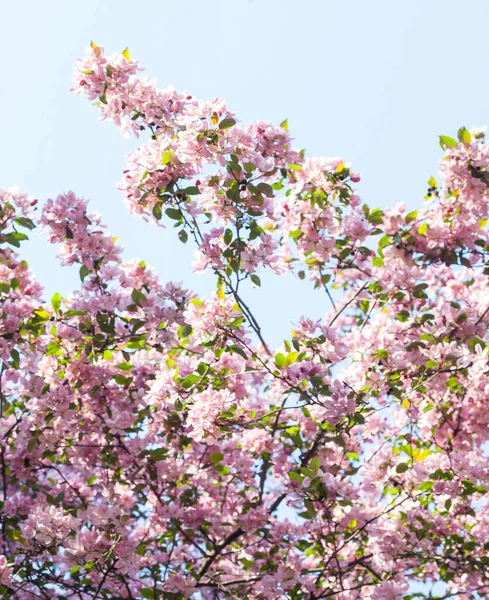 Die Rosa Frühlingsblüte Blühende Äste Garten — Stockfoto