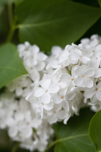 Fiori Lilla Bianchi Fioritura Primavera Cespugli Lilla Fiore Primo Piano — Foto Stock