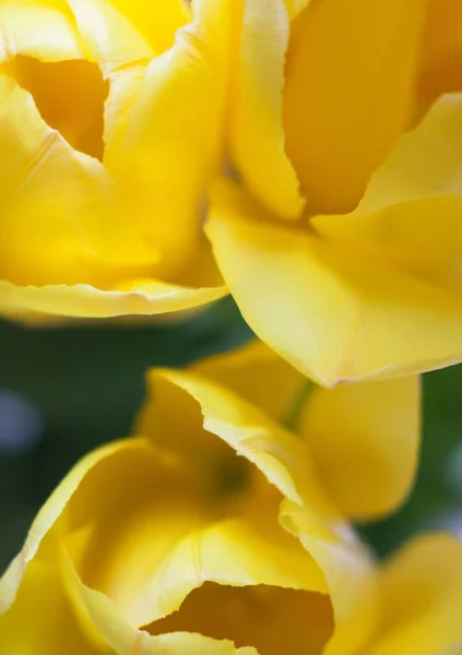 Gelbe Tulpenblüten Helle Frühlingsblumen Voller Blüte Nahaufnahme — Stockfoto