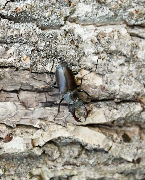 Besouro Macho Veado Lucanus Tronco Árvore — Fotografia de Stock