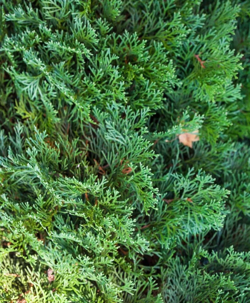 Yapraklara Benzeyen Yaprakları Olan Yeşil Kozalaklı Bitkiler Kozalaklı Ağaç Selvi — Stok fotoğraf