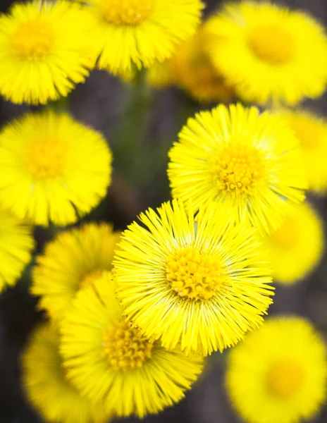 Coltsfoot Flores Amarelas Tussilago Farfara Início Primavera — Fotografia de Stock