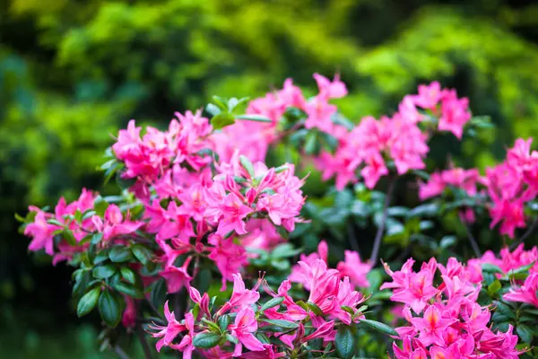Różowe Kwiaty Krzewu Rododendronowego Zamknij Się — Zdjęcie stockowe