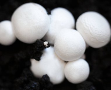Büyüyen düğme mantarları (Agaricus bisporus, Champignon, portobello, common mantar). Siyah zeminde beyaz mantarlar. 