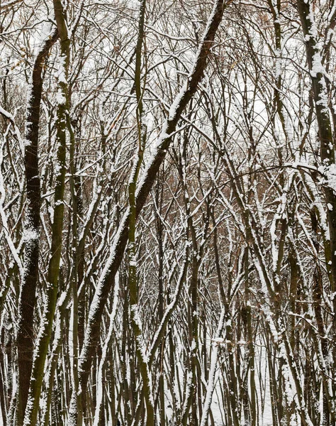 Forêt Hiver Arbres Nus Couverts Neige Paysage Hivernal — Photo