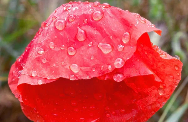 Rote Mohnblume Papaver Mit Regentropfen Nasse Blüten Nahaufnahme — Stockfoto