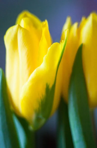 Gelbe Tulpenblüten Helle Frühlingsblumen Voller Blüte Nahaufnahme — Stockfoto