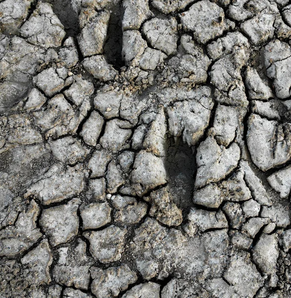 Voetafdrukken Gebarsten Droge Grond Grijs Droog Bodemoppervlak — Stockfoto