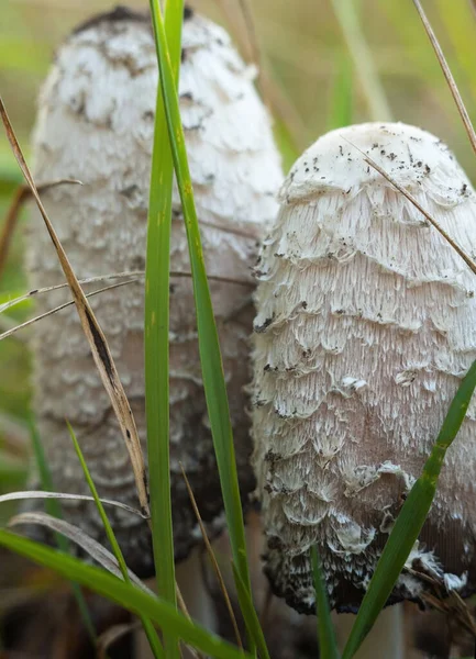 Mushrooms Grass Autumn Forest — Foto de Stock