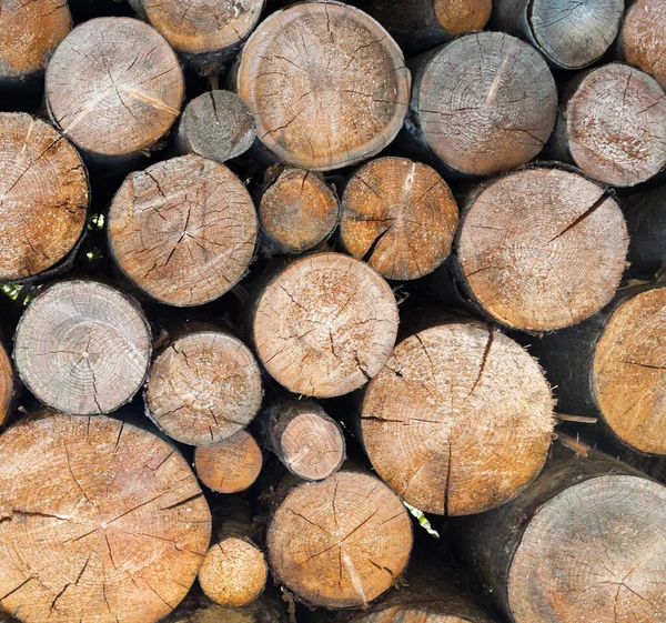 Falta Leña Bosque Madera Troncos Madera Para Invierno Fondos Madera — Foto de Stock