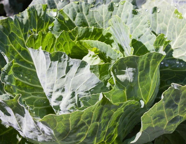 Świeża Głowa Kapusty Ogrodzie Warzywnym Biała Kapusta Brassica Oleracea Zbliżenie — Zdjęcie stockowe