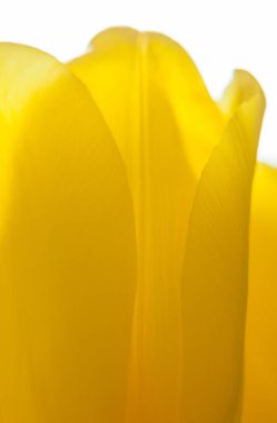 Sarı lale çiçekleri. Bahar çiçekleri açıyor. Parlak yapraklar. Yakın plan..