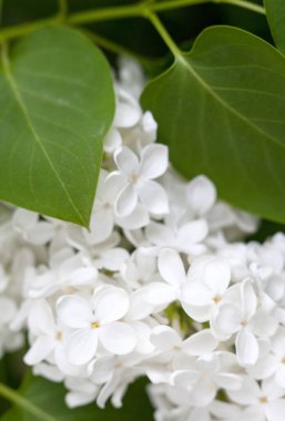 Beyaz leylak çiçekleri. Bahar çiçeği. Çiçek açmış leylak çalıları. Yakın plan..