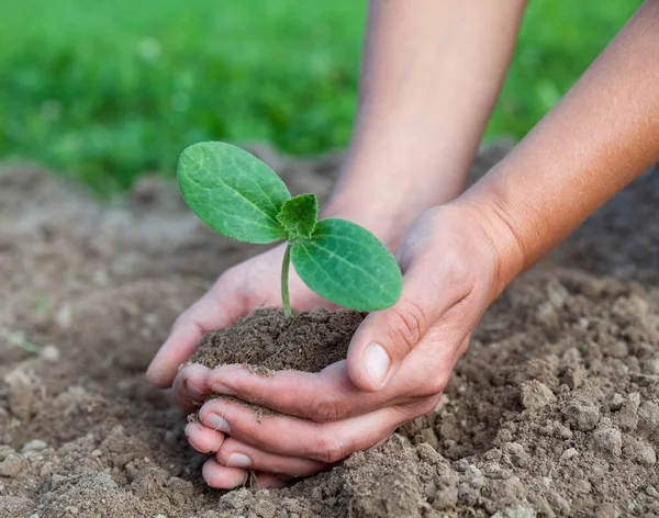 Plantarea Unui Răsaduri Tânăr Mâinile Ţin Plantă Tânără Lucrează Grădina — Fotografie, imagine de stoc