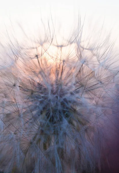 Head Seeds Tragopogon Goatsbeard Goat Beard Salsify Flower Sunset Close — Stockfoto