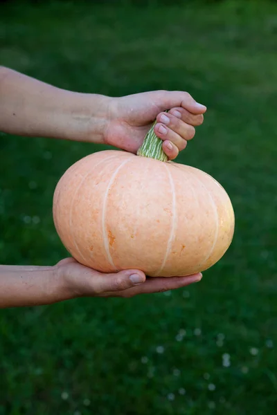 Hands Holding Big Pumpkin Rich Harvest Agriculture Farming — Stock Photo, Image