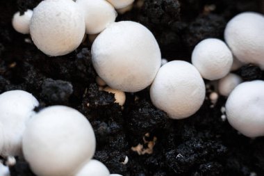 Büyüyen düğme mantarları (Agaricus bisporus, Champignon, portobello, common mantar). Siyah zeminde beyaz mantarlar. 