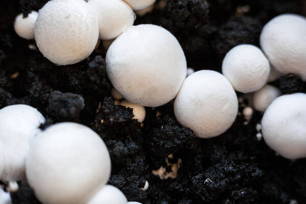 Growing button mushrooms (Agaricus bisporus, champignon, portobello, common mushroom). White mushroom caps in the black ground. 