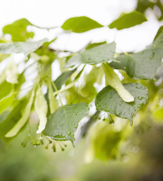 Våta Lindgrenar Kalk Små Blomknoppar Och Gröna Blad Våren Regn — Stockfoto