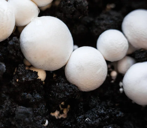 Crecimiento Champiñones Botón Agaricus Bisporus Champiñón Portobello Champiñón Común Gorras — Foto de Stock