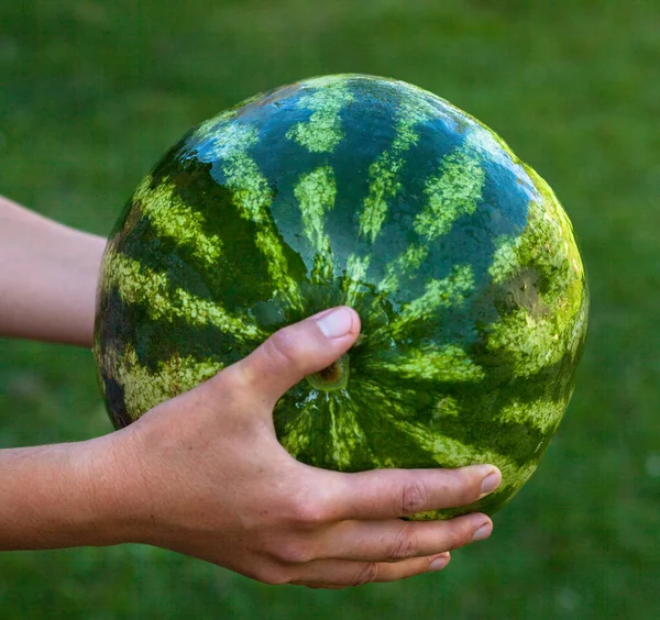 Hands Holding Big Watermelon Agriculture Farming Healthy Eating — Stock Photo, Image