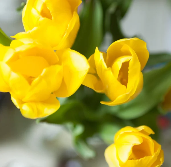 Gelbe Tulpenblüten Helle Frühlingsblumen Voller Blüte Nahaufnahme — Stockfoto