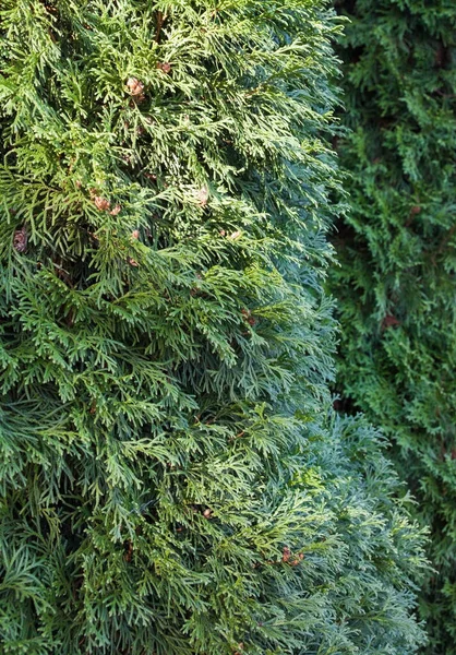 长绿色针叶树 叶鳞状 针叶树 柏树科 — 图库照片
