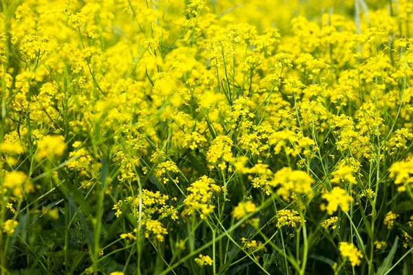 Flores Amarillas Colza Brassica Napus Cerca — Foto de Stock