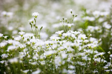 Stellaria holostea 'nın beyaz çiçekleri (daha büyük dikişotu veya addersmeat))